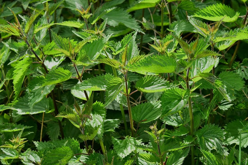 Medicinal herbs