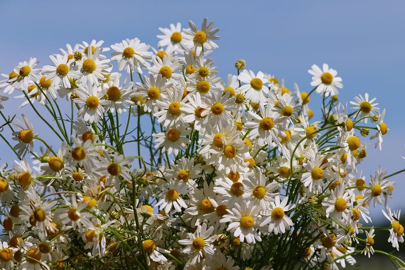 Chamomile