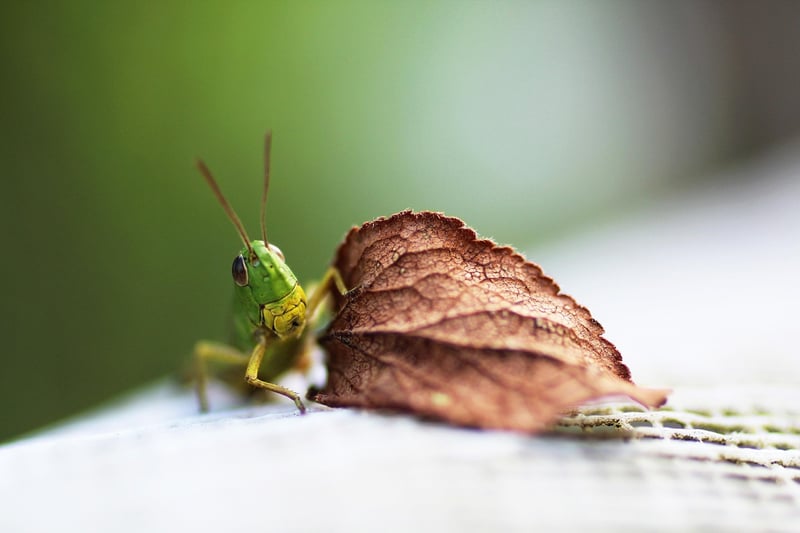 Natural Predators